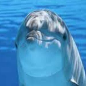 Group logo of Internacional: Imagens de golfinhos Roaz e de Focinho Branco